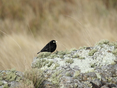 Hymenops perspicillatus