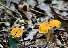 Cantharellus