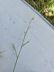 Urochloa fusca