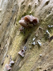 Auricularia