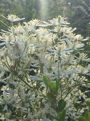 Clematis lathyrifolia