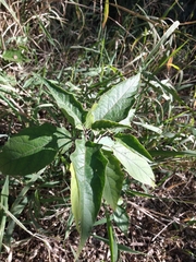 Solanum bonariense