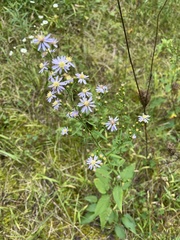 Symphyotrichum oolentangiense