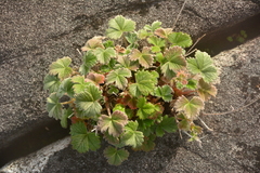 Potentilla villosa
