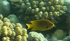 Pomacentrus sulfureus