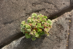 Potentilla villosa
