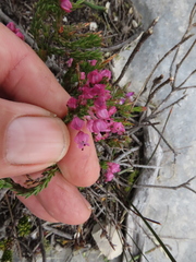 Erica nudiflora