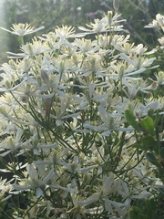 Clematis lathyrifolia