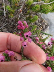 Erica nudiflora