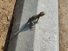 Crotaphytus collaris