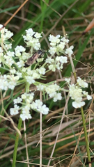Tiphiinae