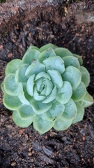 Echeveria elegans