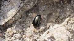 Psylliodes chrysocephala