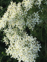 Clematis lathyrifolia