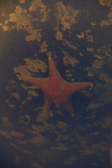 Dermasterias imbricata