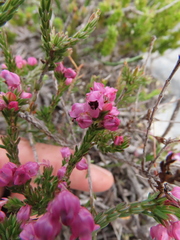 Erica nudiflora