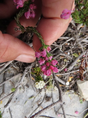 Erica nudiflora