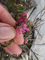 Erica nudiflora