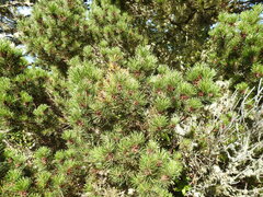 Pinus contorta contorta