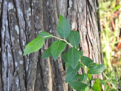 Vaccinioideae