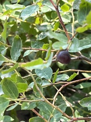Vaccinium membranaceum