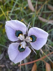 Moraea villosa