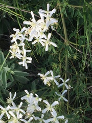 Clematis lathyrifolia