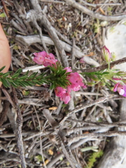Erica nudiflora