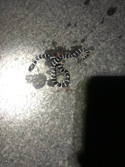 Lampropeltis californiae