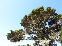 Pinus contorta contorta