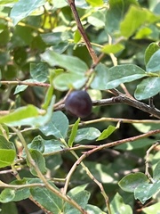 Vaccinium membranaceum