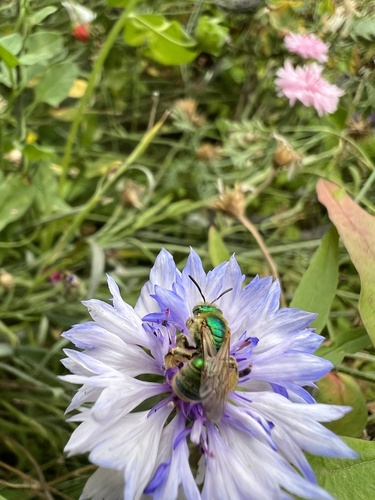 Texas Agapostemon photo 6