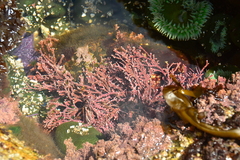 Calliarthron tuberculosum