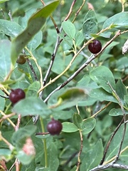 Vaccinium membranaceum