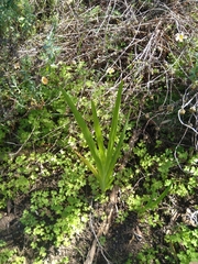 Chasmanthe aethiopica