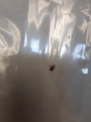 Anthonomus quadrigibbus