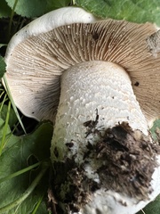 Hebeloma crustuliniforme