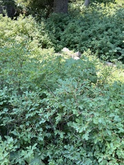 Vaccinium membranaceum