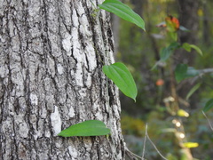 Smilax