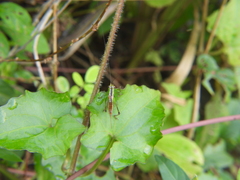 Conocephalus signatus