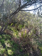 Chasmanthe aethiopica