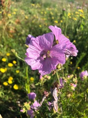 Malva moschata