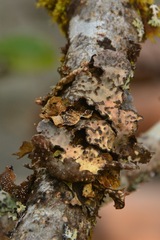 Lobariaceae