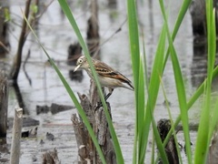 Hymenops perspicillatus