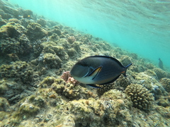 Acanthurus sohal