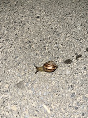Helix albescens