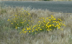 Osteospermum microcarpum
