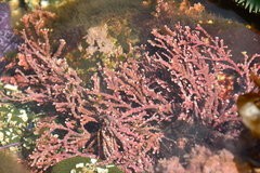 Calliarthron tuberculosum