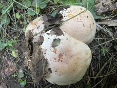 Hebeloma crustuliniforme