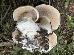Hebeloma crustuliniforme